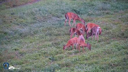 Pennsylvania Elk Live Webcam - Sep 6, 2026, 8:58am EDT