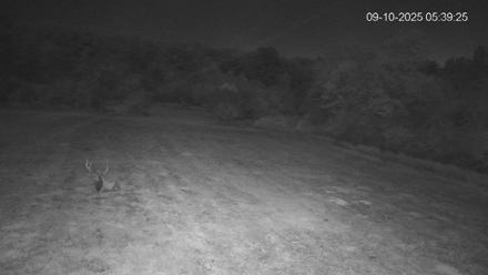 Pennsylvania Elk Live Webcam - Sep 10, 2025, 5:40am EDT