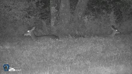 Pennsylvania Elk Live Webcam - Sep 26, 2026, 8:25pm EDT