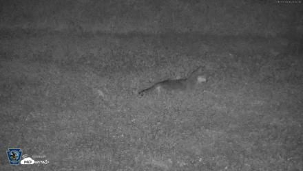 Pennsylvania Elk Live Webcam - Oct 3, 2026, 8:03pm EDT
