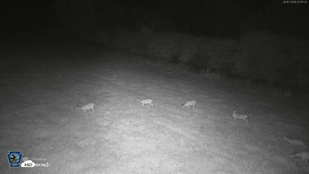 Pennsylvania Elk Live Webcam - Aug 17, 2026, 2:52am EDT