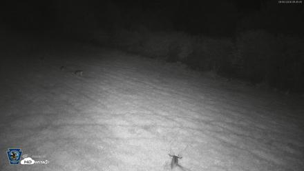 Pennsylvania Elk Live Webcam - Sep 10, 2026, 1:46am EDT