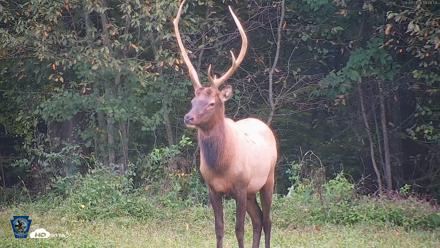 Pennsylvania Elk Live Webcam - Sep 9, 2026, 7:09pm EDT