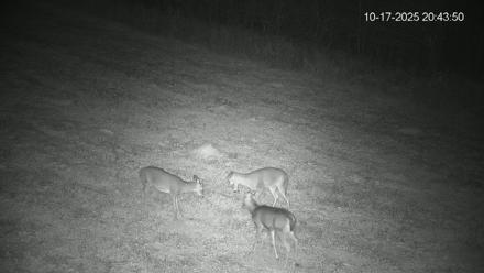 Pennsylvania Elk Live Webcam - Oct 17, 2025, 8:44pm EDT