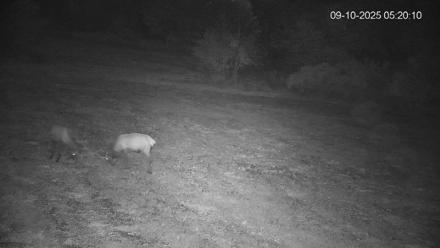 Pennsylvania Elk Live Webcam - Sep 10, 2025, 5:20am EDT