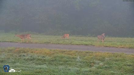 Pennsylvania Elk Live Webcam - Sep 7, 2026, 7:53am EDT