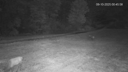 Pennsylvania Elk Live Webcam - Sep 10, 2025, 12:46am EDT