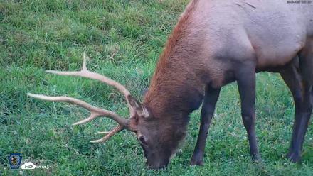 Pennsylvania Elk Live Webcam - Sep 8, 2026, 7:08pm EDT