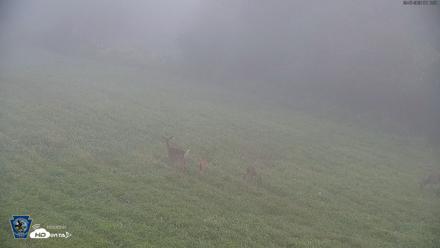 Pennsylvania Elk Live Webcam - Sep 7, 2026, 7:13am EDT