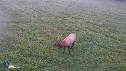 Pennsylvania Elk Live Webcam - Sep 7, 2026, 7:05am EDT
