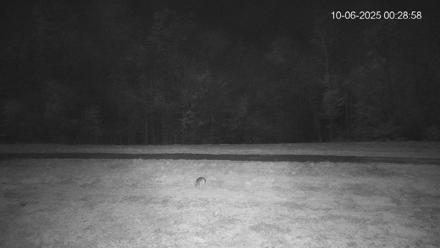 Pennsylvania Elk Live Webcam - Oct 6, 2025, 12:29am EDT