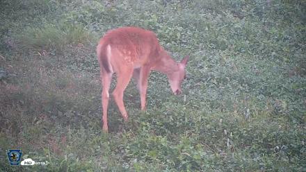 Pennsylvania Elk Live Webcam - Sep 6, 2026, 7:20am EDT