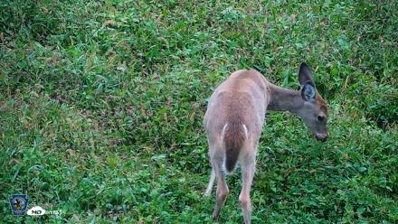 Pennsylvania Elk Live Webcam - Oct 1, 2026, 8:13am EDT
