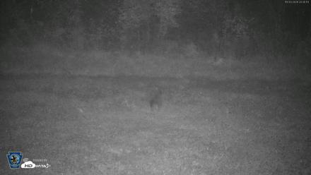Pennsylvania Elk Live Webcam - Oct 3, 2026, 8:01pm EDT