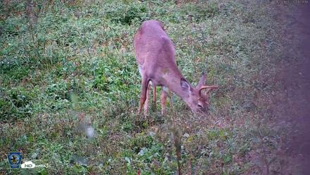 Pennsylvania Elk Live Webcam - Oct 2, 2026, 5:50pm EDT