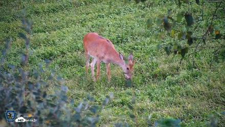 Pennsylvania Elk Live Webcam - Sep 4, 2026, 7:04pm EDT
