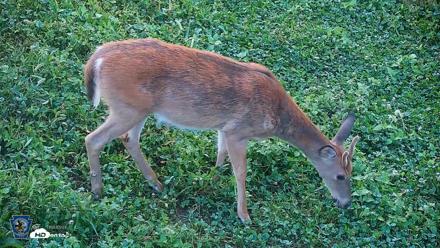 Pennsylvania Elk Live Webcam - Sep 6, 2026, 7:13am EDT
