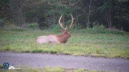 Pennsylvania Elk Live Webcam - Sep 9, 2026, 6:51pm EDT