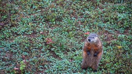 Pennsylvania Elk Live Webcam - Sep 25, 2025, 2:03pm EDT