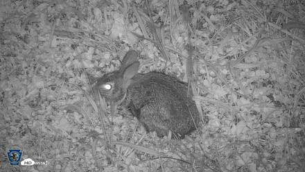 Pennsylvania Elk Live Webcam - Oct 1, 2026, 7:11pm EDT