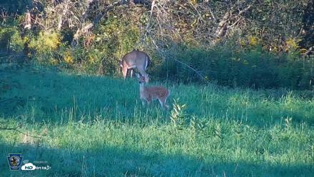 Pennsylvania Elk Live Webcam - Sep 5, 2026, 6:25pm EDT