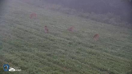 Pennsylvania Elk Live Webcam - Sep 7, 2026, 6:32am EDT