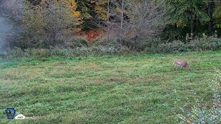 Pennsylvania Elk Live Webcam - Sep 29, 2026, 4:20pm EDT