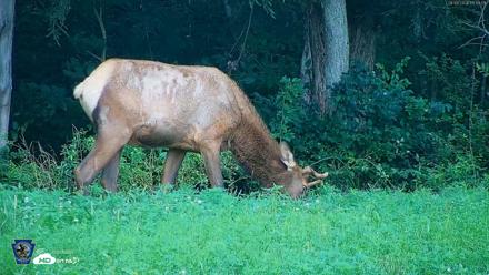 Pennsylvania Elk Live Webcam - Aug 8, 2026, 11:48am EDT