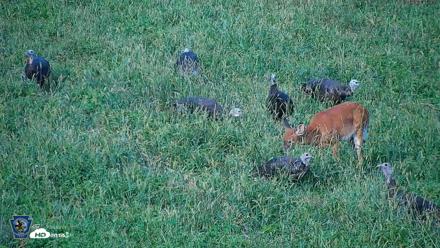 Pennsylvania Elk Live Webcam - Sep 9, 2026, 5:54pm EDT