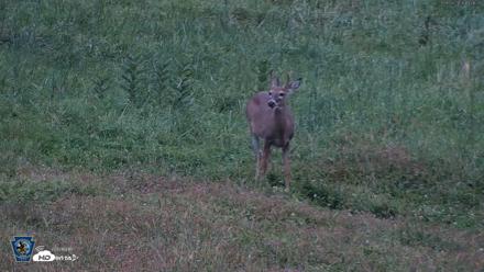 Pennsylvania Elk Live Webcam - Sep 28, 2026, 7:07pm EDT
