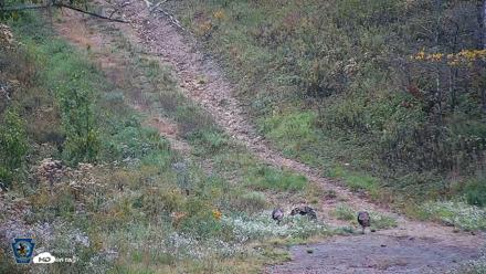 Pennsylvania Elk Live Webcam - Sep 30, 2026, 1:25pm EDT