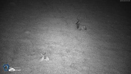 Pennsylvania Elk Live Webcam - Aug 5, 2026, 9:15pm EDT