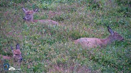 Pennsylvania Elk Live Webcam - Sep 27, 2026, 4:02pm EDT