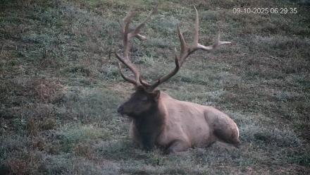 Pennsylvania Elk Live Webcam - Sep 10, 2025, 6:30am EDT