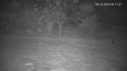 Pennsylvania Elk Live Webcam - Sep 15, 2025, 6:12am EDT