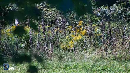 Pennsylvania Elk Live Webcam - Sep 7, 2026, 12:06pm EDT