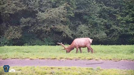 Pennsylvania Elk Live Webcam - Aug 10, 2026, 7:54pm EDT