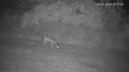 Pennsylvania Elk Live Webcam - Sep 1, 2025, 11:37pm EDT