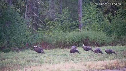 Pennsylvania Elk Live Webcam - Aug 29, 2025, 7:05pm EDT