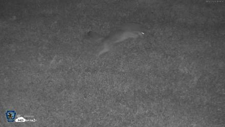 Pennsylvania Elk Live Webcam - Oct 2, 2026, 9:09pm EDT