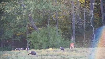 Pennsylvania Elk Live Webcam - Aug 30, 2025, 6:37pm EDT