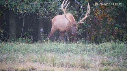 Pennsylvania Elk Live Webcam - Sep 9, 2025, 7:12pm EDT