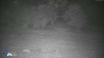 Pennsylvania Elk Live Webcam - Aug 14, 2026, 10:32pm EDT