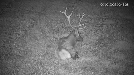 Pennsylvania Elk Live Webcam - Sep 2, 2025, 12:49am EDT