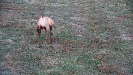 Pennsylvania Elk Live Webcam - Sep 17, 2025, 7:22pm EDT