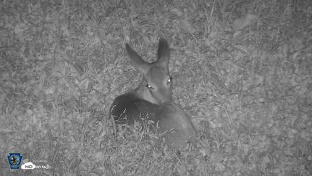 Pennsylvania Elk Live Webcam - Sep 9, 2026, 8:18pm EDT