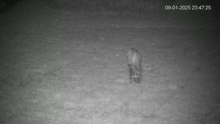 Pennsylvania Elk Live Webcam - Sep 1, 2025, 11:48pm EDT