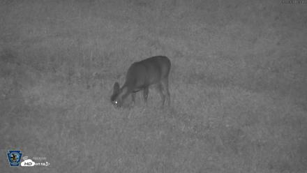 Pennsylvania Elk Live Webcam - Sep 26, 2026, 7:27pm EDT