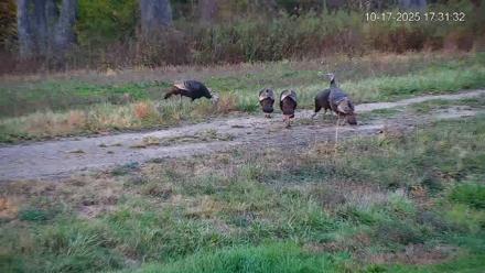 Pennsylvania Elk Live Webcam - Oct 17, 2025, 5:32pm EDT