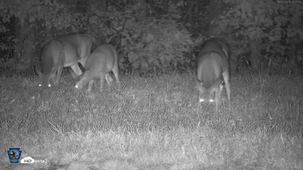 Pennsylvania Elk Live Webcam - Oct 2, 2026, 11:23pm EDT